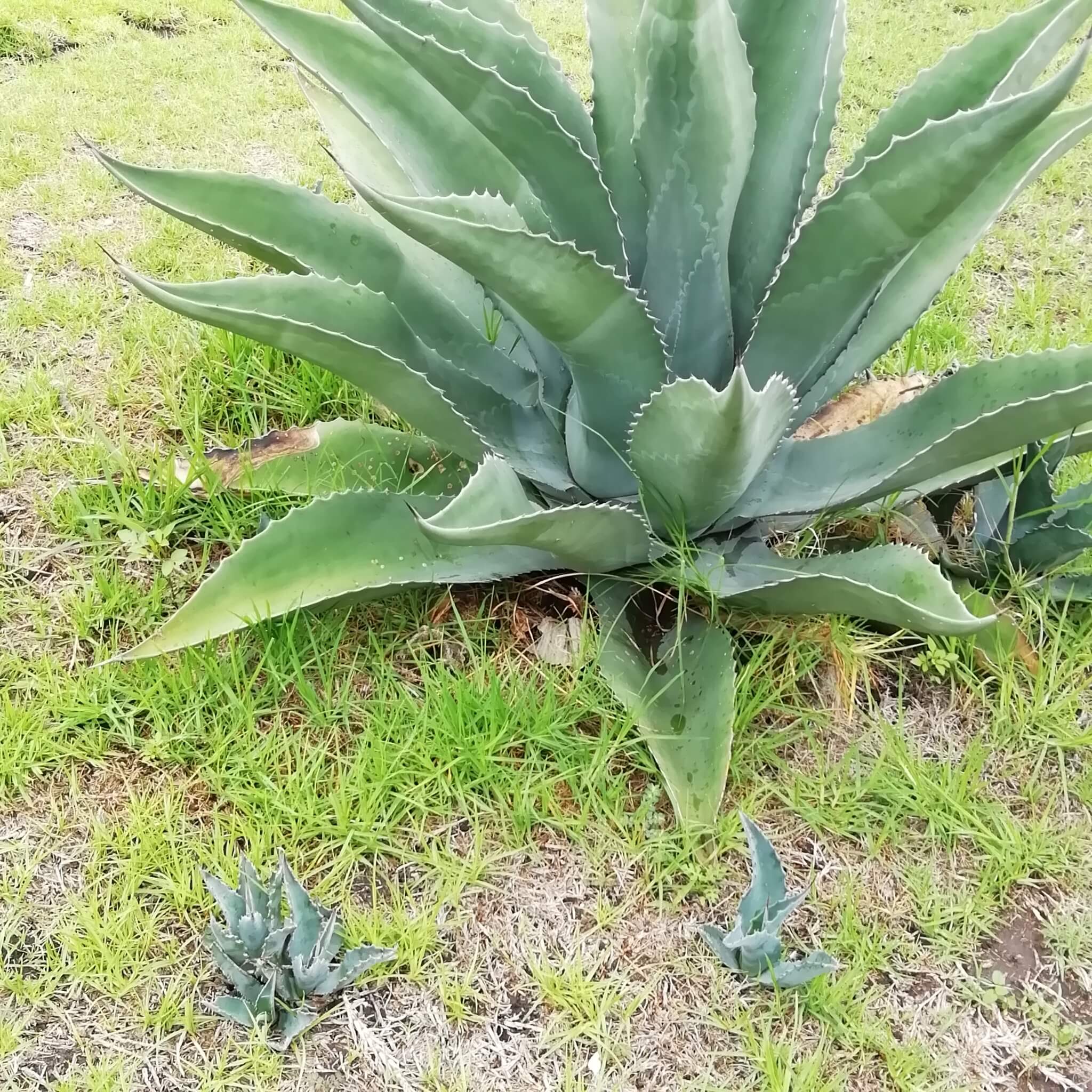 Agave salmiana